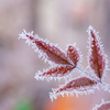 氷点下 7℃霜の結晶