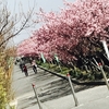 浅井”ふれあいの道”の河津桜が満開で綺麗ですよ🌸