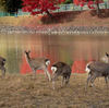 【奈良】大仏池、イチョウのじゅうたんの森に「鹿せんべい」を欲しがらないシカがいた
