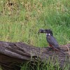 オオヤマセミ(Giant Kingfisher)