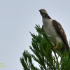 Oriental honey-buzzard 