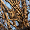 公園の野鳥達