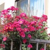 菊