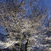 【飛鳥山公園】桜ライトアップ撮影
