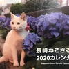 【ねこ】令和2年2月22日は2尽くし「ねこの日」です。