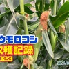 【トウモロコシと枝豆の混植栽培】ハニーバンタム収穫記録2023