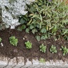 マンション花壇　植え付け