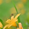 🐝キスゲ平園地❗　その③　昆虫を撮影しました😊