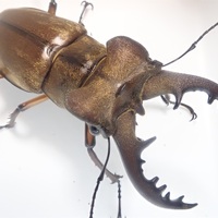 ミヤマクワガタ（福岡県筑豊産）WF1 飼育記録まとめ - STAG_BEETLE_JAPAN