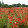 あけぼの山農業公園は次の準備中・・・(2023/05/11)