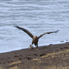 Raptor's Shireto Beach 　猛禽類の知人浜