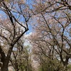 桜の木の下で