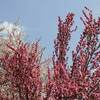  新潟 いくとぴあ食花の大型庭園 イルミ ２０２１ ２０２２年 期間 時間は？ 
