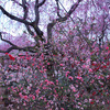 京都の穴場・原谷苑の桜（4）