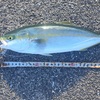 【9月の釣り】飲ませ釣りエレベーター仕掛け｜基本のやり方も解説