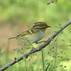 労働公園の野鳥を紹介（２０２０　０５１３）早朝探鳥　その２。