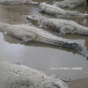 【大分・別府温泉】別府温泉♨地獄めぐりの楽しみ方♪ 鬼山地獄編～