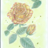 バラの花　(色鉛筆画)