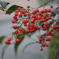 庭の赤いものたち