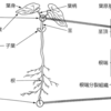 作物の栄養成長