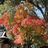 奈良公園へ　2024.12　その1