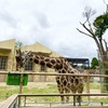 動物園で散歩