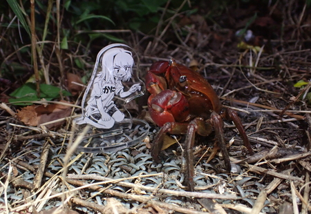 巨大な深海魚が打ち上がる浜、金箔のサンショウウオが潜む山、やたらと出会うカニ。三保半島で生き物と隣り合う暮らし｜文・さとかつ（漫画家）