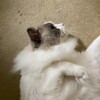 今夜は追いかけっこして元気に遊んだふくちゃん
