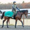 シルクなお馬さん（１歳・関西牡馬）