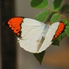 “ ぶらり自然観察人 ”  　成田西陵高校の ［ 研修農場・蝶の生態館 ］　（パート２）