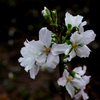 シキザクラ：四季桜