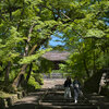 京都に青もみじを撮りに行きました　－毘沙門堂編－