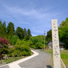 石楠花（しゃくなげ）撮影。石川県町野町天王寺（しゃくなげ寺）