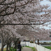 たつたかわさくら親水公園の桜２０２０年（３月末～４月上旬）