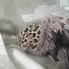 主にきょろちゃんのことで写真はぼあちゃん多め