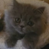 まめちゃん ふみふみ ぺろぺろ 【動画付き】