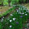 ボランティアが育てる 花しょうぶが見頃 熊本 宇土