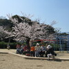 素晴らしい見て見て見てと桜花