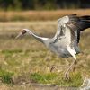 ツルの国に鳥を見に行った日記（２０２４　０１０６～０８）その１。