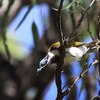 Blue-faced Honeyeater  アオツラミツスイ