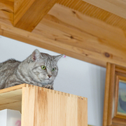 愛する猫や犬と一緒に暮らすためのトイレ・無駄吠え・引っ掻き傷対策！「犬猫専門建築家」に訊くペットと暮らす家づくり