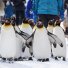 旭山動物園でペンギンのおさんぽを見る（6日間周遊パス買えなかった人の北海道旅行2日目）