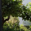 庭の木剪定をします🌳🌳