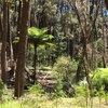 森林浴しながらハイキング　Jarrahdale National Park