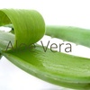 Aloe Vera - Is it good for Your Teeth?