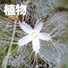 「野の花　道ばたの草」