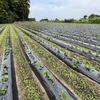 6月8日　自然栽培さつまいもの続き