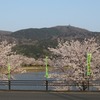 2019.04.07 北条大池の桜