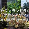 ブセファランドラsp.クアラクアヤン2写真・画像ギャラリー50選！