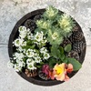 ＊パンジー＆ビオラの植え付け♡松ぼっくりを添えて
